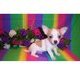 TEACUP CHIHUAHUA PUPPIES FOR HOME ADOPTION
