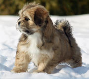 Cute adorable Lhasa Apso Puppies