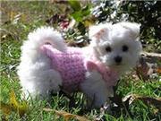 Lovely Male And Female Maltese Puppies For Adoption